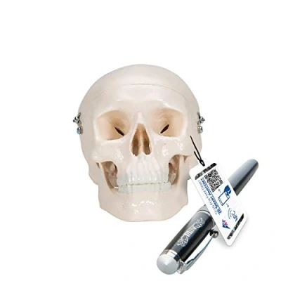 Image of 3B Scientific A18/15 Mini Human Skull Model, 3 Part Skullcap, Base Of Skull, Mandible + free Anatomy App Smart