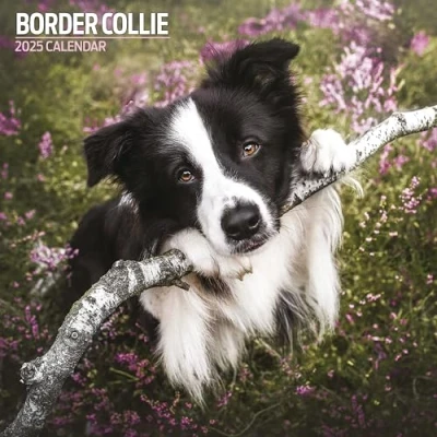 Image of Border Collie 2025 Traditional Calendar