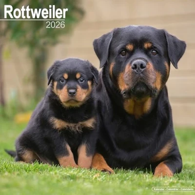Image of Rottweiler Calendar 2026