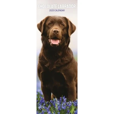 Image of Labrador Chocolate 2025 Slim Calendar