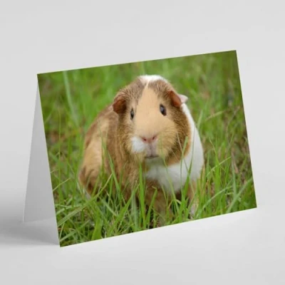 Image of Beebooh Guinea pig on the grass birthday card