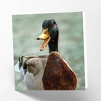 Image of Maturi Duck Photographic Blank Birthday Greetings Card, 15.5 x cm