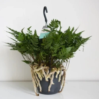 Image of Humata tyermannii Lush Tropical Fern with Elegant Fronds Ideal for Indoor Spaces and Low Light 1x 13cm Pot by Thompson Morgan