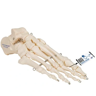 Image of 3B Scientific A30 Foot Skeleton Model + free Anatomy App Smart