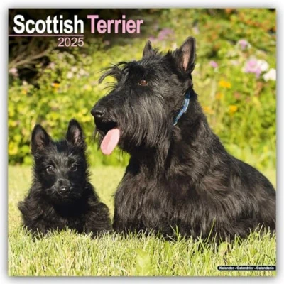 Image of Scottish Terriers 2025 Square Wall Calendar by Red Robin Publishing