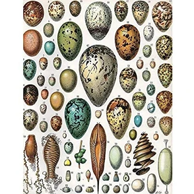 Image of Artery8 Millot Encyclopedia Page Variety Eggs Ova Unframed Wall Art Print Poster Home Decor Premium