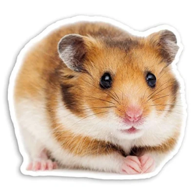 Image of 2 x 10cm Cute Hamster Vinyl Stickers Pet Animal Rodent Laptop Sticker #20866 (10cm Wide)