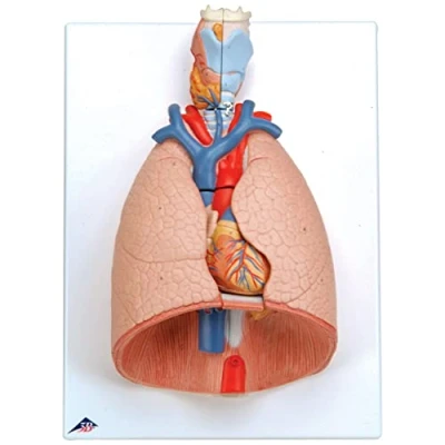 Image of 3B Scientific Lung Model with larynx 7 Part + free Anatomy App Smart G15