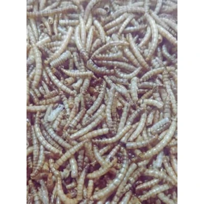 Image of Premium Dried Mealworms 10kg for Wild Birds, Protein Rich Mealworms, Ideal Food Small Fresh Convenient Bird Feed &amp; Mealworm Feeder Treats