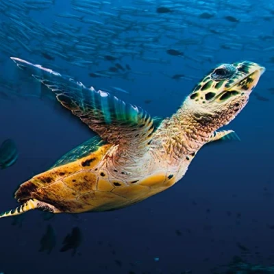 Image of Wildlife Photographer of the Year Turtle Flight Blank Greeting Card with Envelope