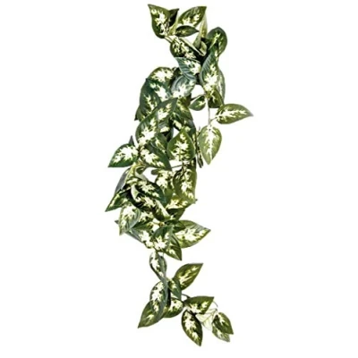 Image of Komodo Borneo Hanging Vine, 23 cm