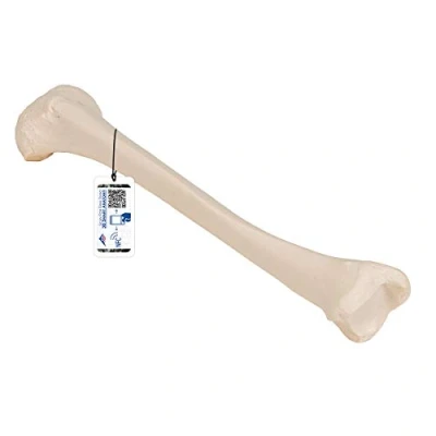 Image of 3B Scientific A35/3 Tibia Model + free Anatomy App Smart