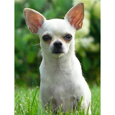 Image of 5D Diamond Painting Kits Full Drill Large Round Chihuahua 25x30cm DIY Art for Adults Rhinestone Embroidery Pictures Cross Stitch Crafts Room Decoration Home Office (10x12in)