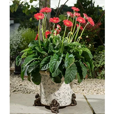 Image of Potty Feet Orangutan Figures Plant Pot Handmade Planter Support Decorative Ornaments 3pcs