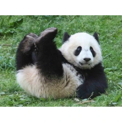 Image of Wildlife Funny Panda Quality Mouse Mat