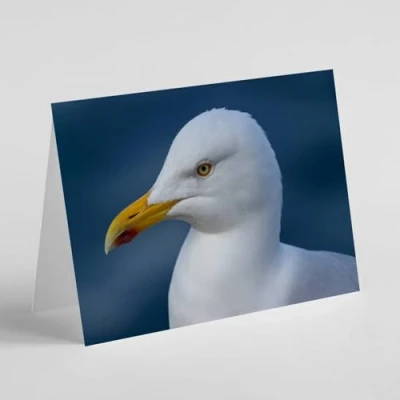 Image of Beebooh Seagull birthday card