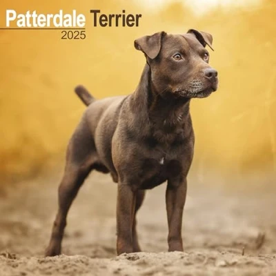 Image of Patterdale Terrier 2025 Square Wall Calendar Dog Breed