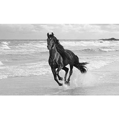 Image of LARGE HORSE CANVAS ART PRINT RUNNING IN THE SEA BLACK and WHITE BOX 34 x 20 INCHES (86 51 cm) mounted ready to hang by INTERIORS