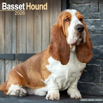 Image of Basset Hound Calendar 2026