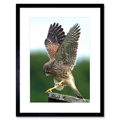 Image of Wee Blue Coo Kestrel Bird Prey Raptor Action Art Picture Framed Wall Print