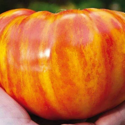 Image of 25 Seeds of Big Rainbow Tomato