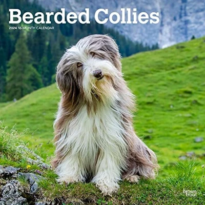 Image of Bearded Collies 2024 12 x 24 Inch Monthly Square Wall Calendar BrownTrout Animals Dog Breeds