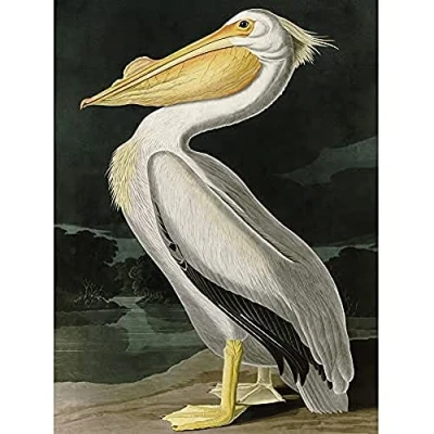 Image of Artery8 Audubon Birds White Pelican Painting Unframed Wall Art Print Poster Home Decor Premium