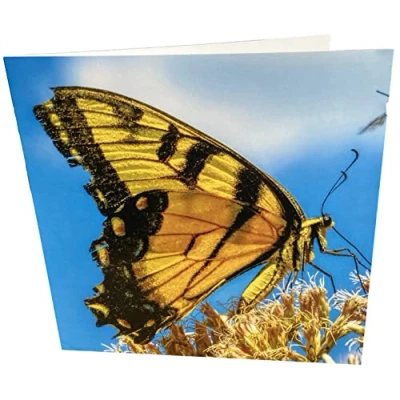 Image of Maturi Butterfly Photographic Blank Birthday Greetings Card, 15.5 x cm