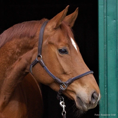 Image of Kavalkade rope halter set Cavo