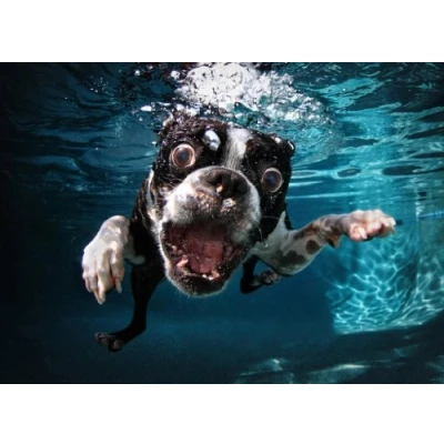 Image of Funny Underwater Staffy Dog Quality Mouse Mat