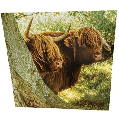 Image of Maturi Highland Cow Photographic Blank Birthday Greetings Card, 15.5 x cm