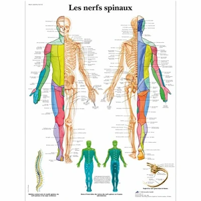 Image of 3B Scientific VR2621L Anatomical Board Spinal Nerves