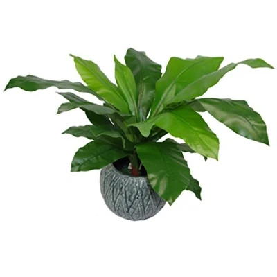 Image of Leaf Artificial Bird Nest Fern, 60cm