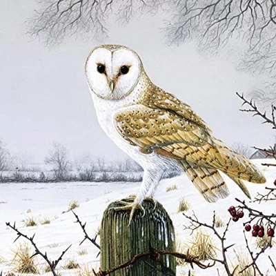 Image of the Great British Card Medici Cards Pack of 6 Charity Christmas &#039;Barn Owl in Snow&#039; 1 Artistic Design, Multicolor, 146 x 14mm