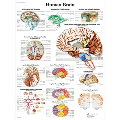 Image of 3B Scientific Human Brain Chart Paper version, VR1615UU, unlaminated