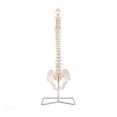 Image of Elementary Anatomy 1022434 The Budget Spine Life Size Flexible Human Model