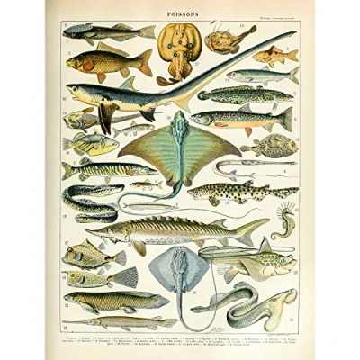 Image of Artery8 Millot Encyclopedia Page Sea Fish Variety Premium Wall Art Canvas Print 18X24 Inch
