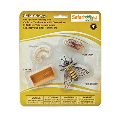 Image of Safari 622716 Life Cycle Of A Honey Bee