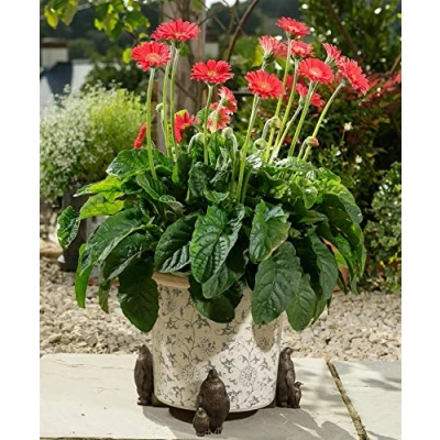 Image of Potty Feet Emperor Penguin Figures Plant Pot Planter Support Handmade Decorative Ornaments 3pcs