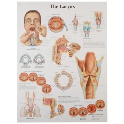 Image of 3B Scientific 1001502 Human Anatomy