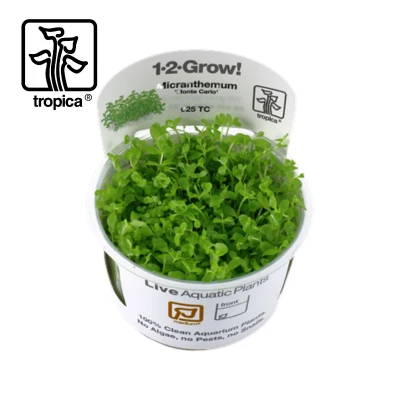 Image of Tropica Micranthemum Monte Carlo 1 2 Grow Carpet Tissue Culture In Vitro Live Aquarium Plant Shrimp Safe &amp; Snail Free