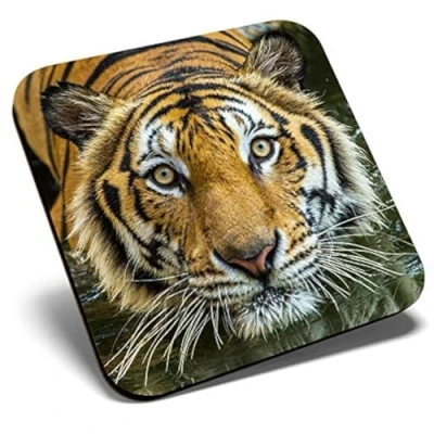 Image of Great Single Coaster Square Bengal Tiger Swimming Wild Cat Glossy Quality Coasters Tabletop Protection for Any Table Type #44265