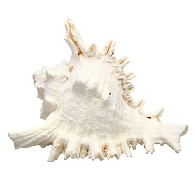 Image of Large Queen Nautical Shells Conch Natural Seashell Beach Ocean Home Decorations