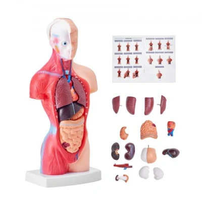 Image of VEVOR Human Body Model, 15 Parts 11 inch, Torso Anatomy Model Anatomical Skeleton with Removable Organs, Educational Teaching Tool for Students Science Learning School Education Display