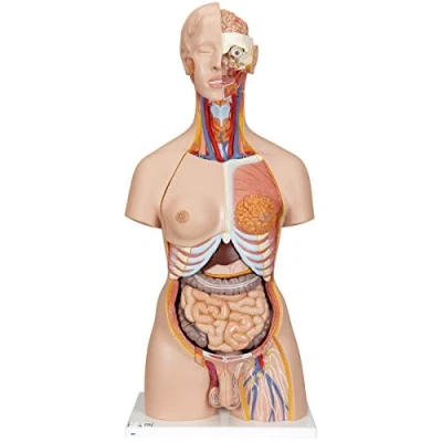 Image of 3B Scientific Deluxe Dua Sex Torso with Opened Back 28 Part + free Anatomy App Smart