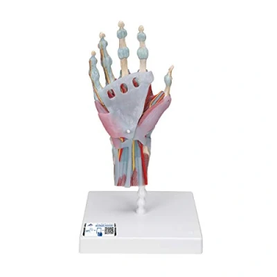 Image of 3B Scientific M33/1 Hand Skeleton Model With Ligaments And Muscles + free Anatomy App Smart