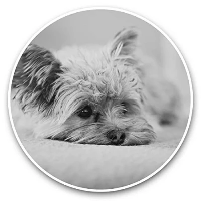Image of 2 x 30cm Vinyl Stickers Yorkshire Terrier Puppy Dog Decals 36538
