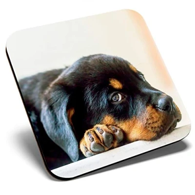 Image of Great Single Coaster Square Adorable Rottweiler Puppy Dog Rottie Glossy Quality Coasters Tabletop Protection for Any Table Type #44026