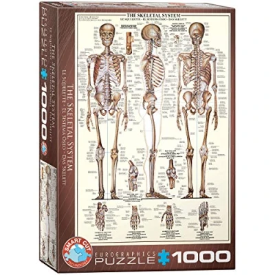 Image of Eurographics 6000 3970 The Skeletal System Puzzle, various, 48 x 68 cm