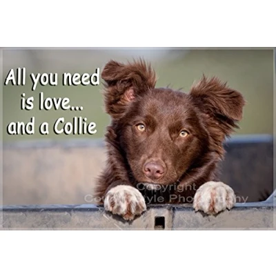 Image of Border Collie Dog Fridge Magnet All you need is love...and a